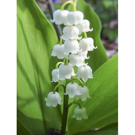 Muguet 'Doreen' Godet de 8/9 cm (1/2)