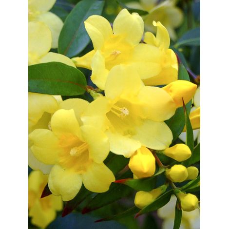 Jasmin de virginie Pot de 2L/3L