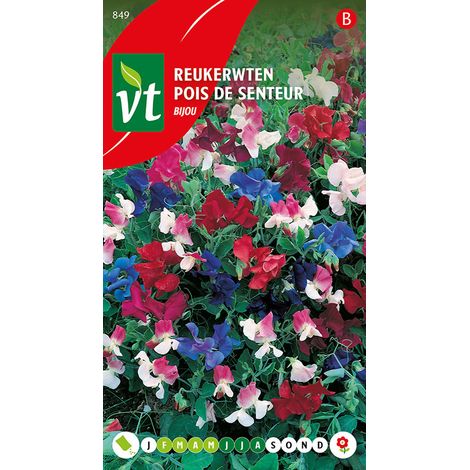 Pois De Senteur Bijou - Ca. 4 gr (Livraison Gratuite) (1/2)