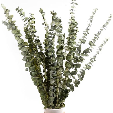 Ausverkaufsset mit 15 natürlichen getrockneten Eukalyptusblüten, Blumenstrauß aus natürlichen getrockneten Blumen, 30–38 cm, Dekoration für Schlafzimmer, Wohnzimmer, Flur, Balkon (1/5)