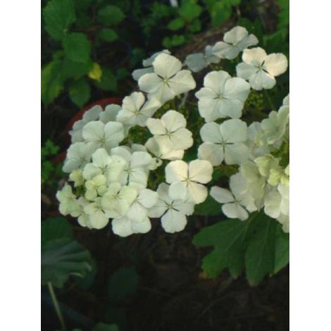 Hortensia à feuilles de chêne 'Ice Crystal' Pot de 4L/5L (1/2)