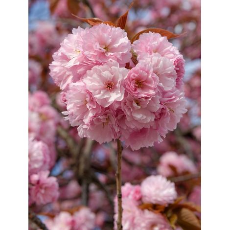Cerisier du Japon 'Kanzan' Pot de 7,5L/10L