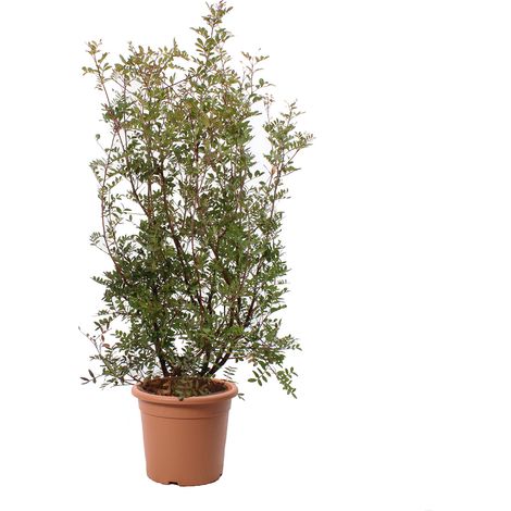 Pianta di Lentisco - Pistacia Lentiscus H 80-100 cm Vaso da Coltura Ø 24 cm (1/2)