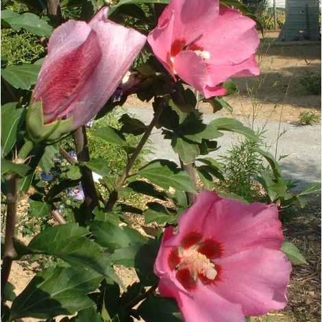 Mauve en arbre 'Pink Giant' 'Pink Giant' ('Flogi') - 40-60 cm pot