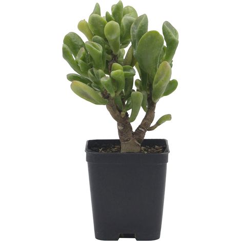 Crassula ovata cv. "Gollum" - Orecchio di Shrek - vaso quadro 7x7x8 cm (1/3)