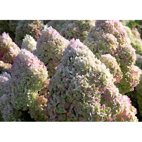Gardenaria Ortensia - Hydrangea Paniculata 'Diamantino' - Pianta acidofila ornamentale da esterno - Altezza: 40/50 cm (vaso19) (1/2)