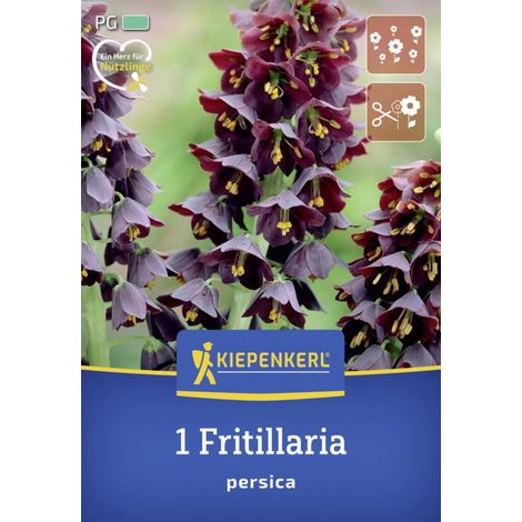 Kiepenkerl Herbstblumenzwiebel Persische Kaiserkrone 1 Stück (1/2)
