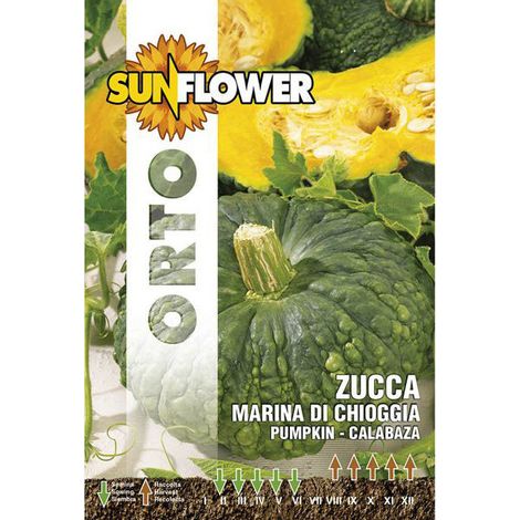 Graines de courge Marina di Chioggia Tournesol