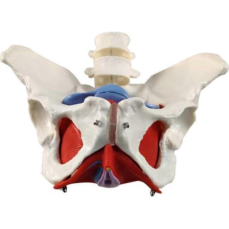 Modèle de ceinture lombaire à 2 sections pour les muscles du plancher pelvien féminin (1/5)