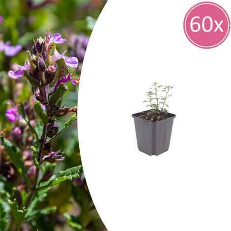 Lot de 60 Teucrium lucidrys Germandrée Persistante pour Bordure et Rocaille 10-25 cm Ø 9 cm - PANGIVO (1/5)