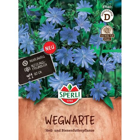 Sperli Wegwarte blau - Blumensamen (1/2)