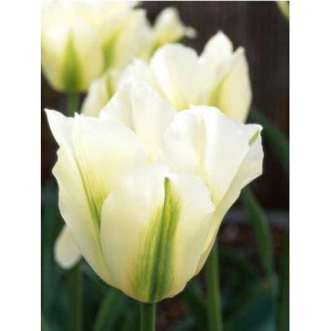 Tulipe viridiflora 'Spring Green' Bulbe calibre 11+ (par 6) (1/2)