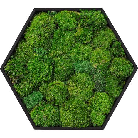 ECD Germany Moosbild Hexagon 38x34 cm, Mooswand Indoor mit echtem Kugelmoos, Wanddeko mit Holzrahmen, Wandbild Sechseck 3D, Natürliche Optik, Pflegefrei, Einfaches Aufhängen, Moos Deko für Haus & Büro (1/5)