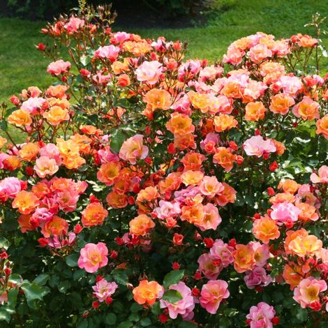 Gardenaria Rosa 'Jazz' - Rosa da giardino - Altezza: 25/30 cm (vaso15) (1/5)