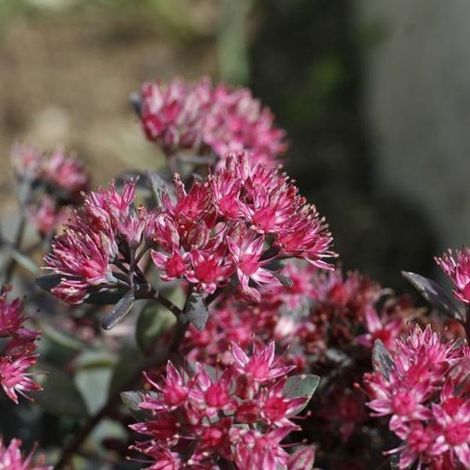 6 x Sedum 'Robustum' (='Ruby Glow') - Pot Orpin 9x9cm - Feuilles rouge-violet (1/4)
