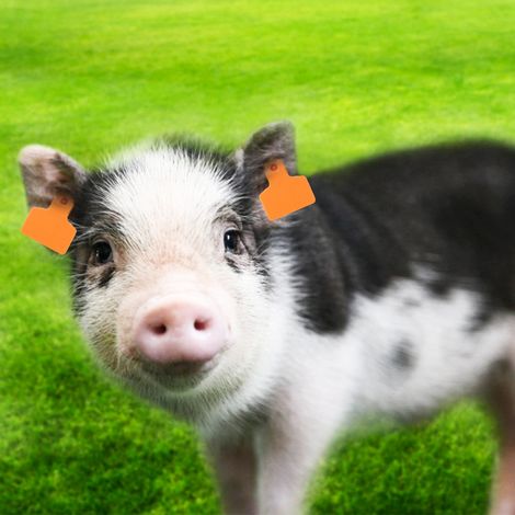 Lot de 100 étiquettes auriculaires numérotées pour le bétail (porcs, vaches, moutons), couleur orange, 48 x 40 mm. (1/5)