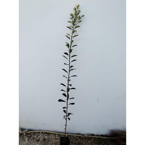 ALBERO DI PHOTINIA RED ROBIN DI ANNI DUE  altezza 180/200 cm  (foto reale)
