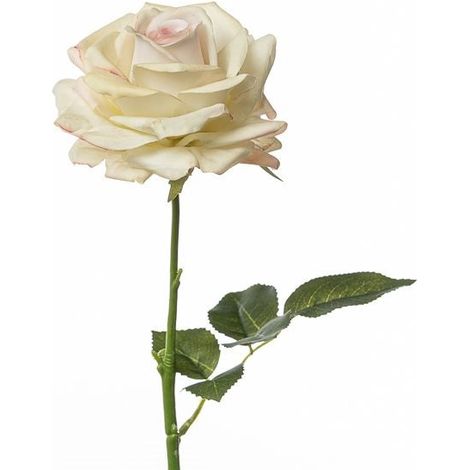 Conti Ramo Rosa H 75 Cm Cream Pink