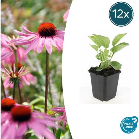 Lot de 12 Echinacea purpurea 'Magnus' Rudbeckie Pourpre Vivace Fleurs Roses 10-25 cm Pot Ø 9 cm - PANGIVO (1/5)