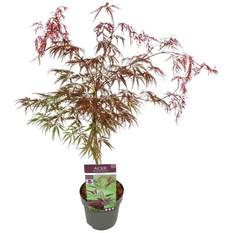 Acero rosso giapponese "Acero palmatum dissectum Inaba Shidare" pianta in vaso ø22 cm Vivaio di Castelletto (1/5)