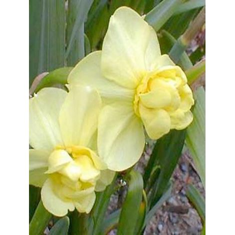 Narcisse poetaz 'Yellow Cheerfulness' Bulbe calibre 12+ (par 10) (1/2)