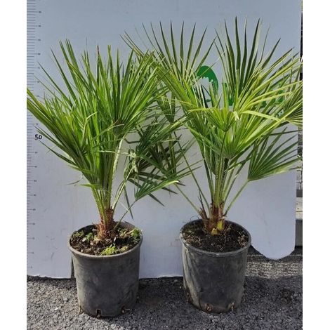 'CHAMEROPS UMILIS' PIANTA DI PALMA NANA IN VASO 22 CM  (foto reali)
