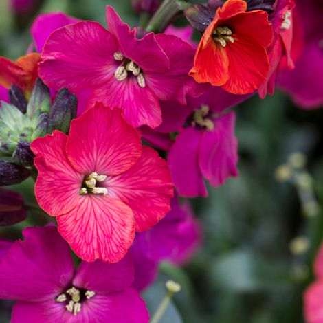4 x Erysimum hybrida.  - Erysimum hybrida 'Red Jep'  - godet 9x9 (1/5)