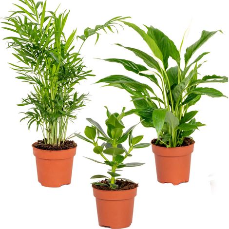 Bloomique - Lot de 3 - Mélange pour la chambre - Spathiphyllum, Clusia, Chamaedorea - Plantes d’intérieur - Hauteur 30-40 cm - Pot 12 cm