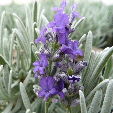 4 x Lavande vraie  - Lavandula 'Richard Gray'  - godet 9x9 cm