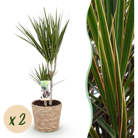 Lot de 2 Dracaena Marginata Arbre à Dragon Plantes d'Intérieur avec Panier Vert 70-80cm Pot 17cm - PANGIVO (1/5)