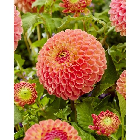 Dahlia Jowey Nicky  1 pièce  tubercules de dahlia (1/2)