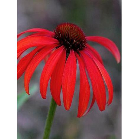 Rudbeckia pourpre 'Tomato soup' Godet de 8/9 cm (1/3)
