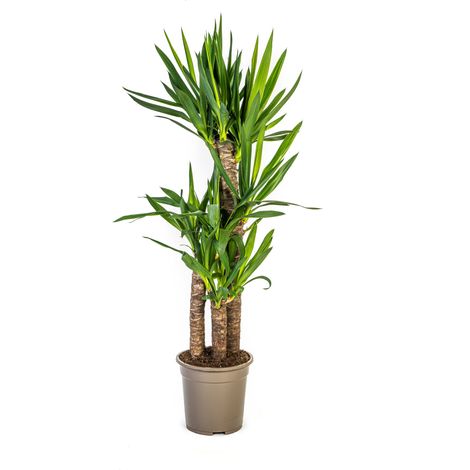 Yucca Elephantipes - Plante d'Intérieur Verte Robuste - Pot Ø 21 cm - Hauteur 90-110 cm - PANGIVO (1/4)