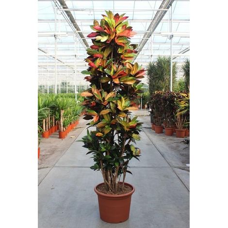 Codiaeum Iceton Plante d'Intérieur Croton Décoratif Feuillage Coloré Hauteur 230 cm - PANGIVO