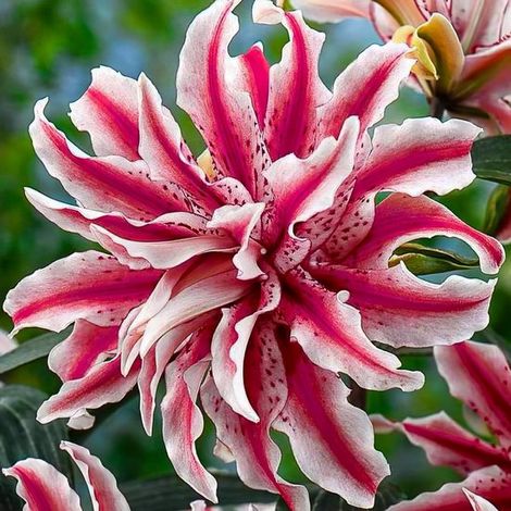 Lys - Lilium - Étoile Magique - Bulbes de fleurs - 5 pièces - Rose - Bulbes de fleurs - Bulbes de lys - Vivace (1/5)
