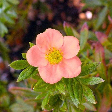 Pépinières Naudet – Potentille arbustive 'Lovely Pink' – Fleurs roses 4-5 cm – Hauteur à maturité < 1m – Rusticité jusqu'à -15°C – Caduc (1/3)