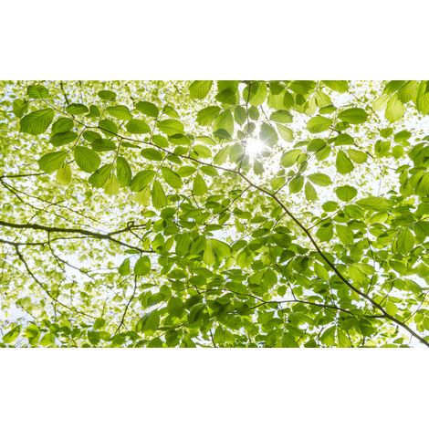 Papier peint panoramique naturel Dans la Forêt de Printemps (1/4)