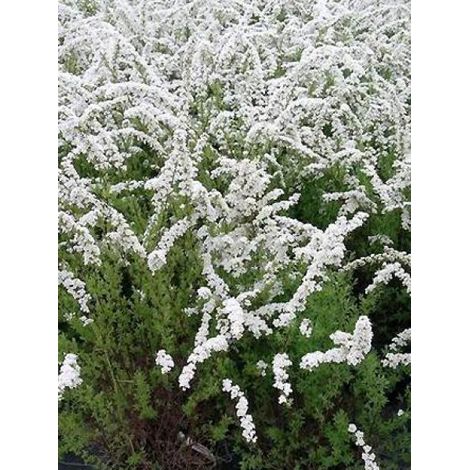 Spirée 'Graciosa' Pot de 2L/3L (1/2)