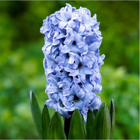 Jacinthe Delft Blue Sgaravatti 3 bulbes bleus, floraison printanière parfumée pour colorer massifs et jardinières - 617014 (1/3)