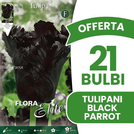 OFFERTA 21 BULBI DI TULIPANO BLACK PARROT BULBS BULBES