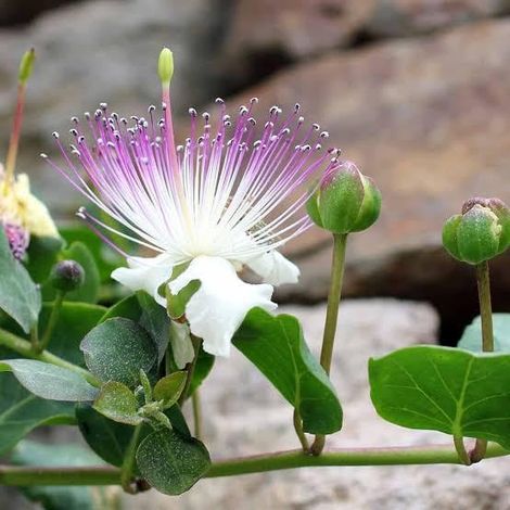 capperi spinosa (caper bush) 5 talee/cuttings edible