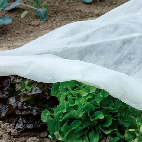 Frost Buster Plant & Crop Fleece Sheet - 6m long x 2m wide