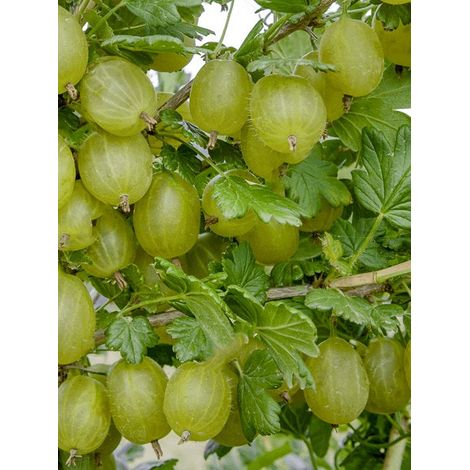 Groseillier 'Hinnonmaki vert' Pot de 1,5L/2L, Buisson (1/2)