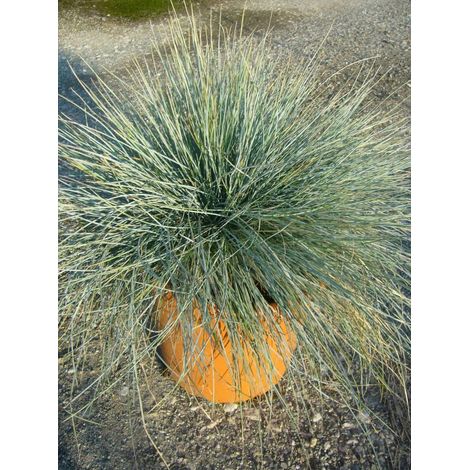 Gardenaria Festuca glauca 'Elijah Blue' - Graminacea ornamentale da esterno - Altezza: 40 cm (vaso 17)