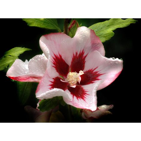 Gardenaria Ibisco - Hybiscus syriacus 'Hamabo' - Arbusto ornamentale da giardino - Altezza: 100/120 cm (vaso20) (1/2)