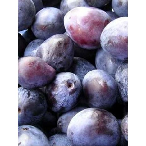 Prunier, Quetsche italienne 'Altesse Double' Pot de 7,5L/10L, Gobelet (1/2)