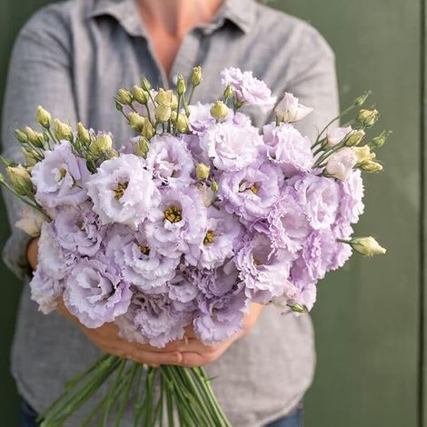500 Lisianthus Couleur Lavande Graines – Fleurs Décoratives Jardin Relaxantes