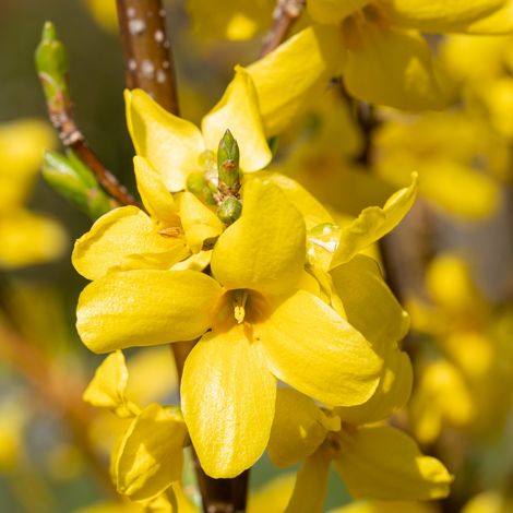 Forsythia Week-End 3L (1/5)