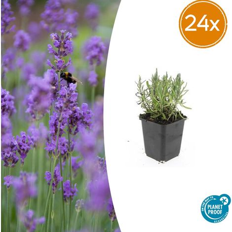Lot de 24 Lavandes Munstead Lavandula Angustifolia Parfumées Violettes 10-25 cm Pot Ø9 cm - PANGIVO (1/5)