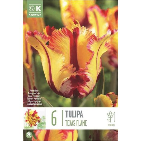 Bulbi Autunnali di Tulipano Texas Flame confezione da 6 pz